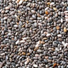 chia seeds